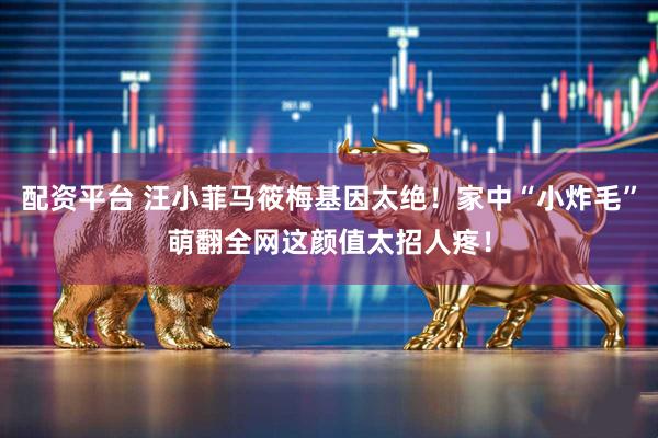 配资平台 汪小菲马筱梅基因太绝！家中“小炸毛”萌翻全网这颜值太招人疼！